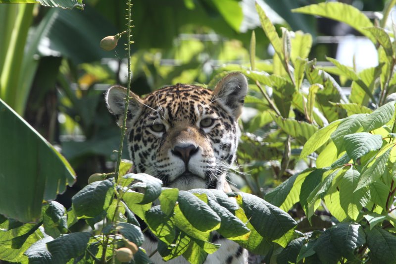 Parc zoologique de Vincennes