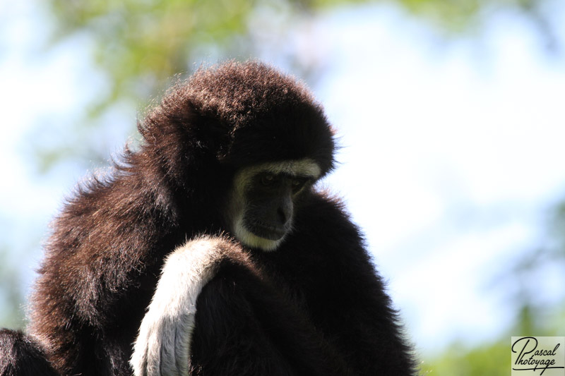 Gibbon à  mains blanches