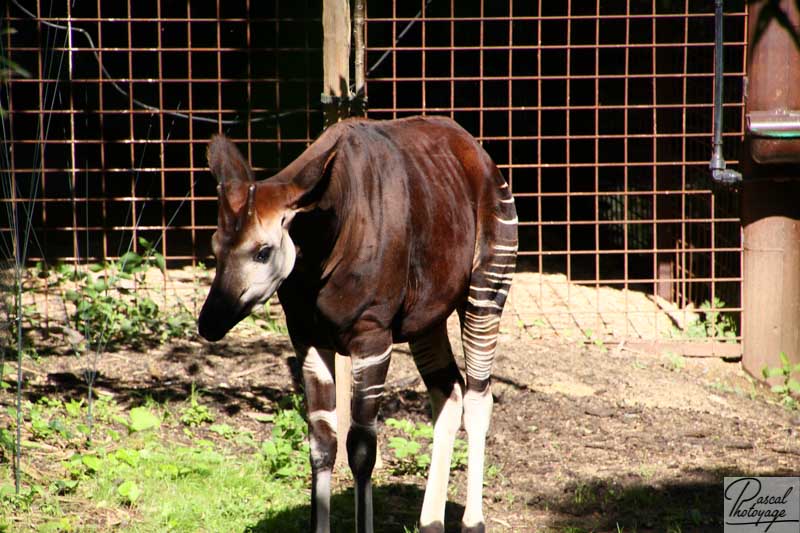 BioParc de Doué La Fontaine