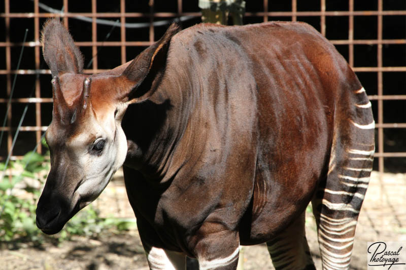 BioParc de Doué La Fontaine