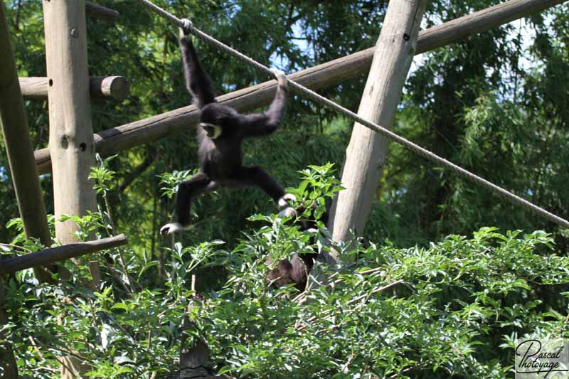 BioParc de Doué La Fontaine