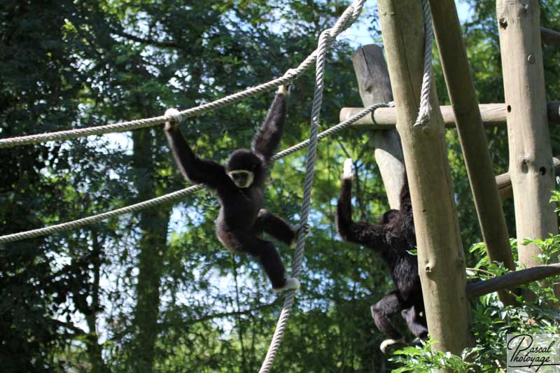 BioParc de Doué La Fontaine