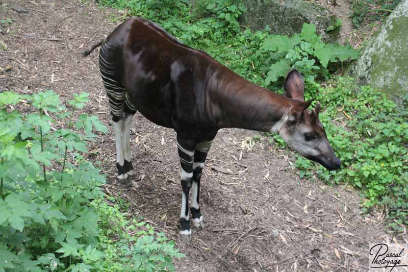 BioParc de Doué La Fontaine