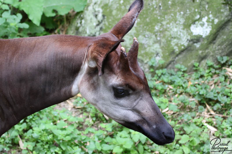 BioParc de Doué La Fontaine