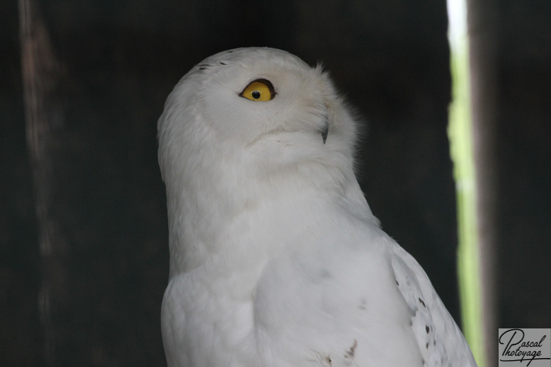 Zoo de La Boissière du Doré