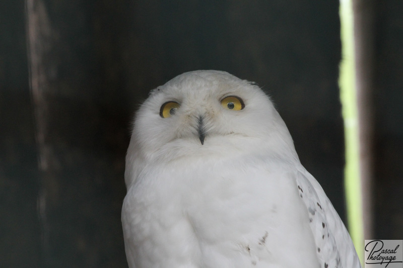 Zoo de La Boissière du Doré