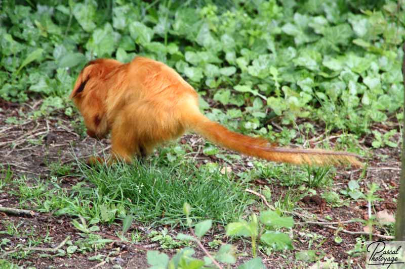 Zoo de La Boissière du Doré