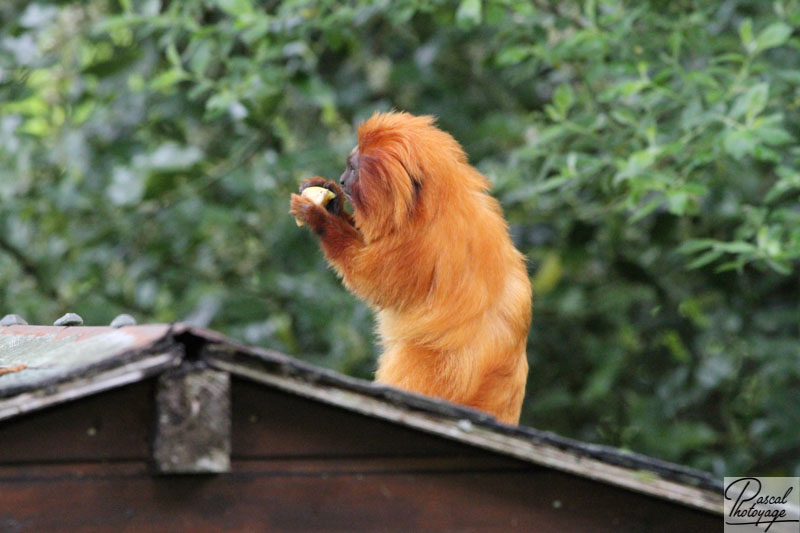 Zoo de La Boissière du Doré