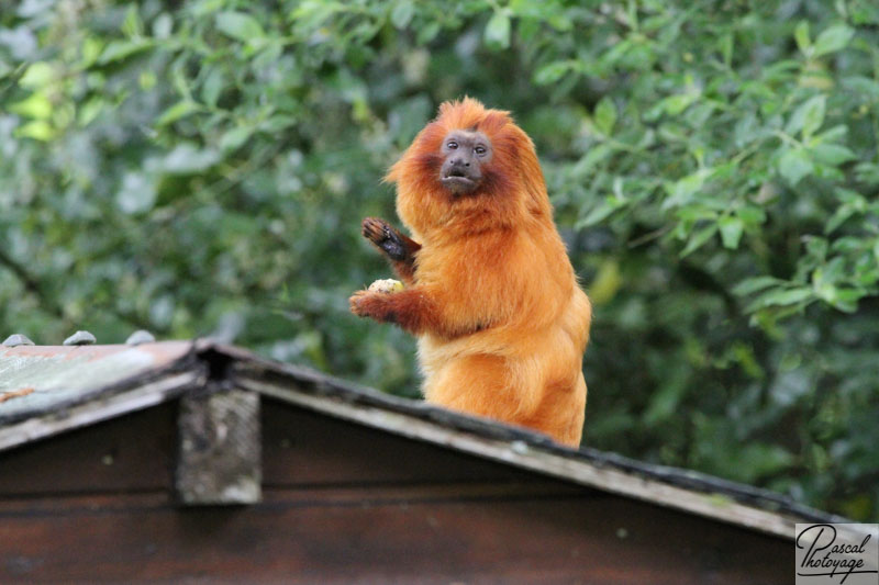 Zoo de La Boissière du Doré