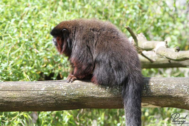 Zoo de La Boissière du Doré