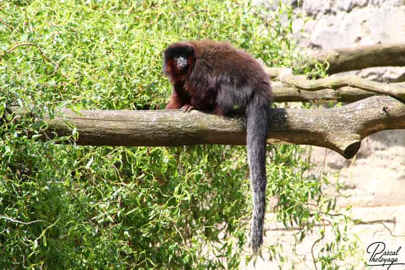 Zoo de La Boissière du Doré