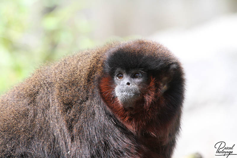 Zoo de La Boissière du Doré