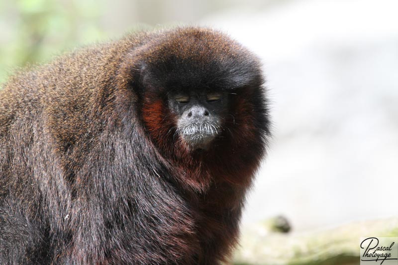 Zoo de La Boissière du Doré