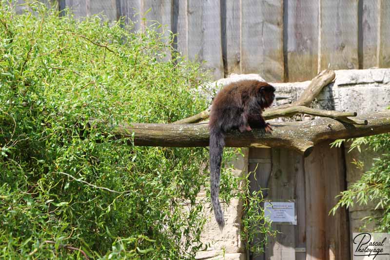 Zoo de La Boissière du Doré