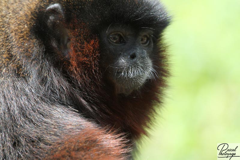 Zoo de La Boissière du Doré