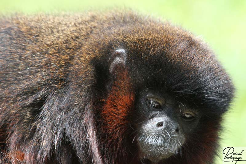 Zoo de La Boissière du Doré