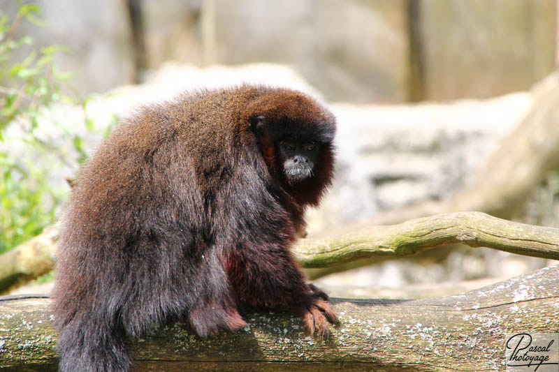 Zoo de La Boissière du Doré