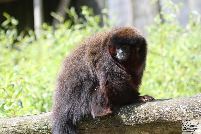 Zoo de La Boissière du Doré