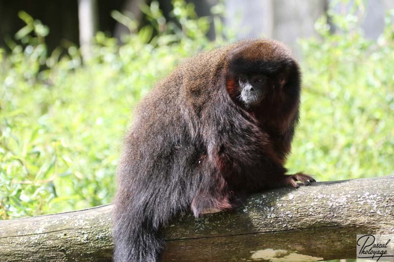 Zoo de La Boissière du Doré