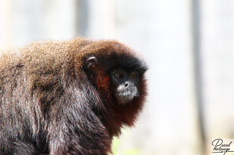 Zoo de La Boissière du Doré