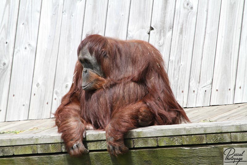 Zoo de La Boissière du Doré