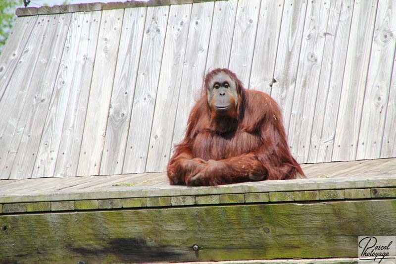 Zoo de La Boissière du Doré