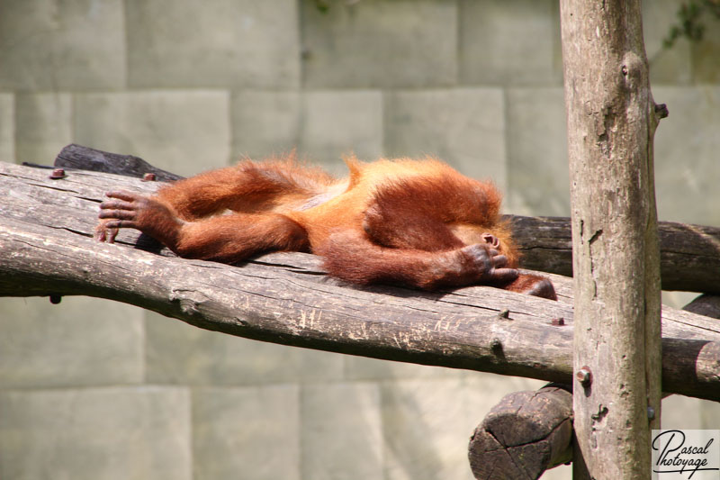 Zoo de La Boissière du Doré