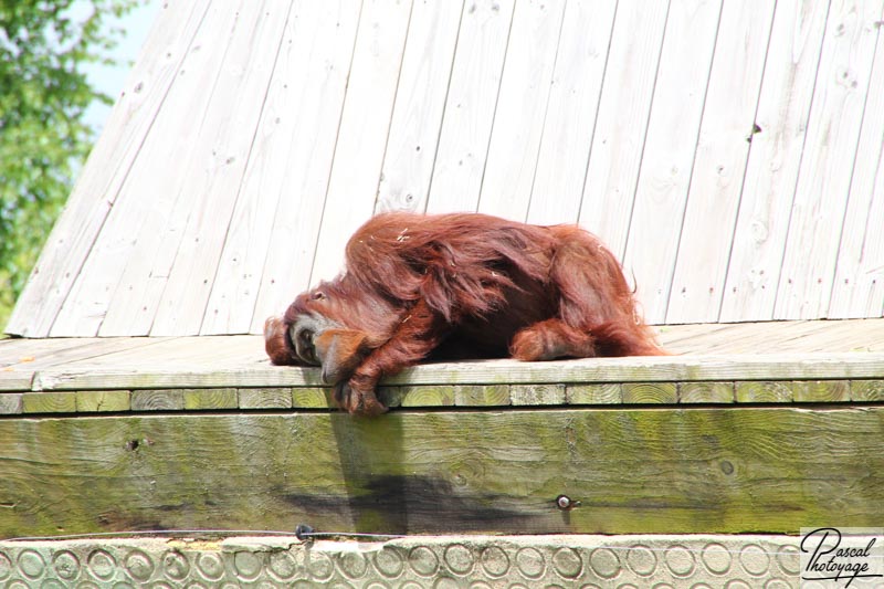 Zoo de La Boissière du Doré