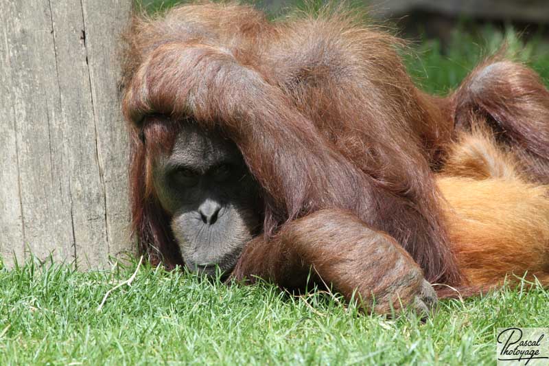 Zoo de La Boissière du Doré