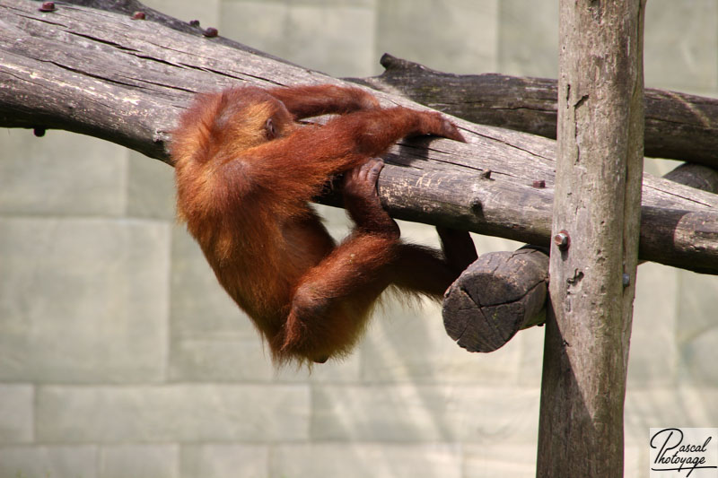 Zoo de La Boissière du Doré