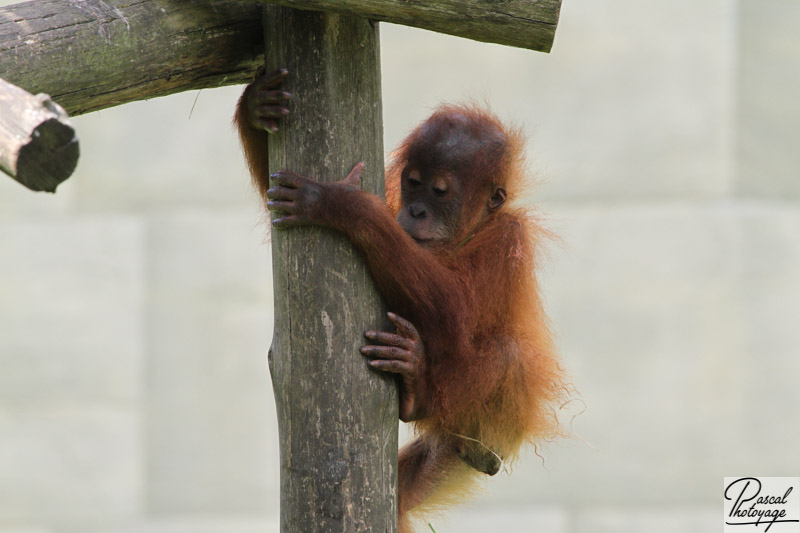 Zoo de La Boissière du Doré