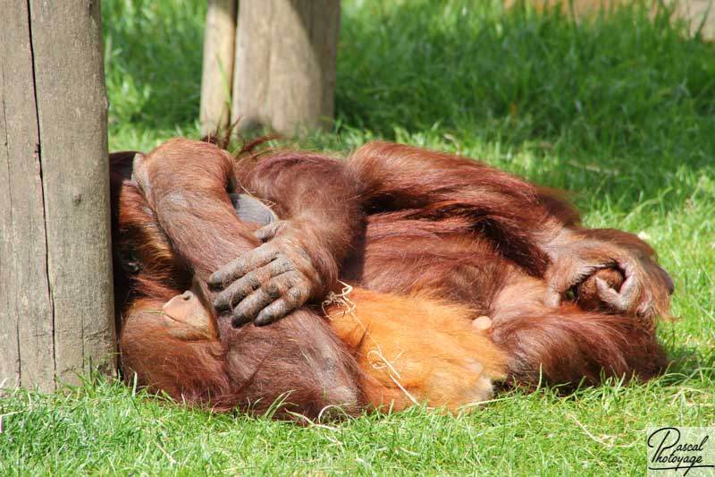 Zoo de La Boissière du Doré