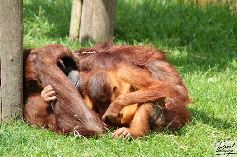 Zoo de La Boissière du Doré