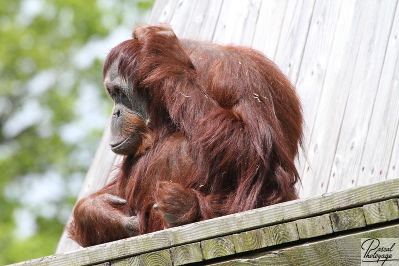 Zoo de La Boissière du Doré