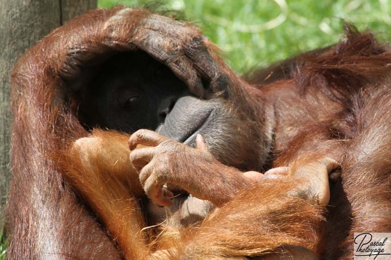 Zoo de La Boissière du Doré