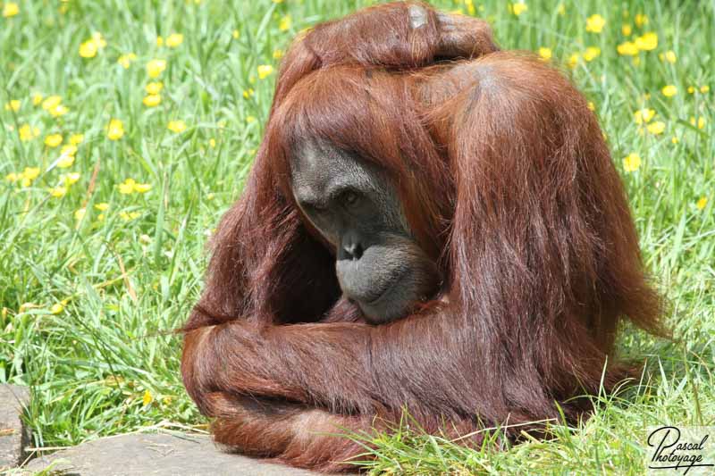 Zoo de La Boissière du Doré