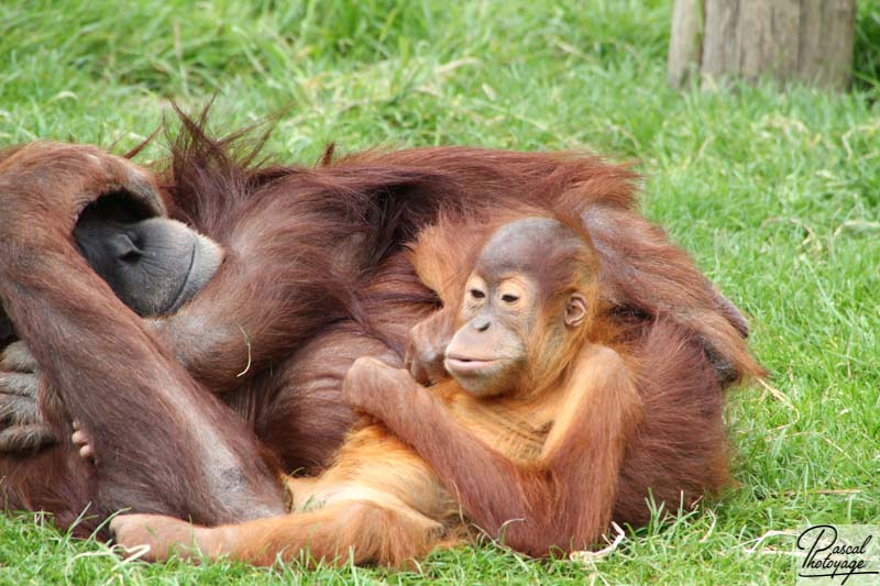 Zoo de La Boissière du Doré