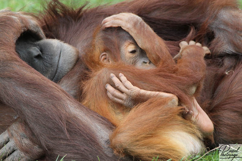 Zoo de La Boissière du Doré