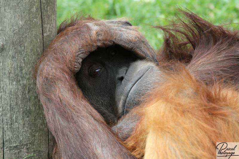 Zoo de La Boissière du Doré