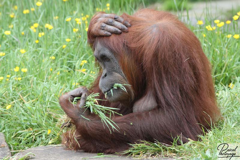 Zoo de La Boissière du Doré