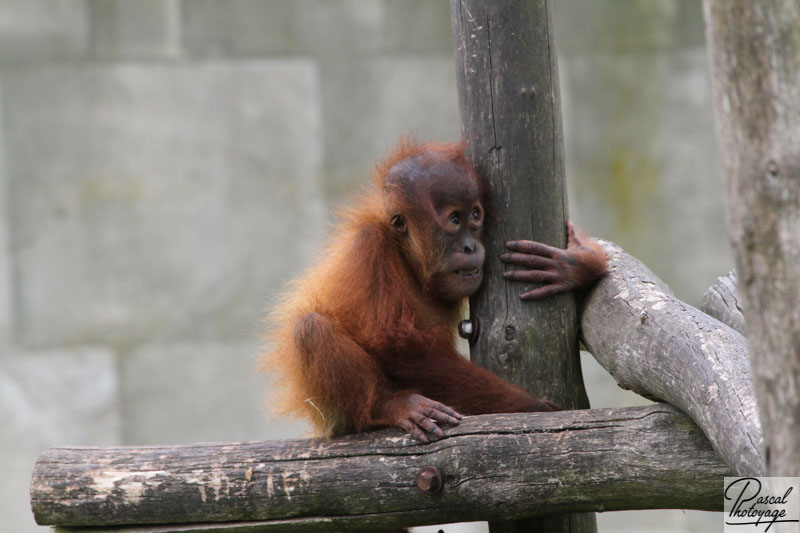 Zoo de La Boissière du Doré