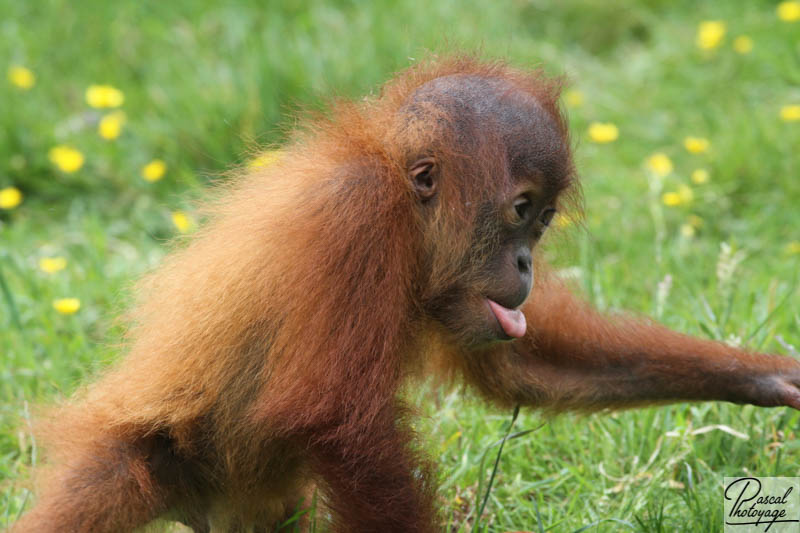 Zoo de La Boissière du Doré