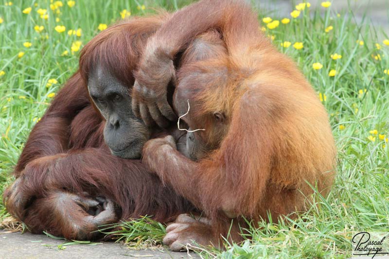 Zoo de La Boissière du Doré