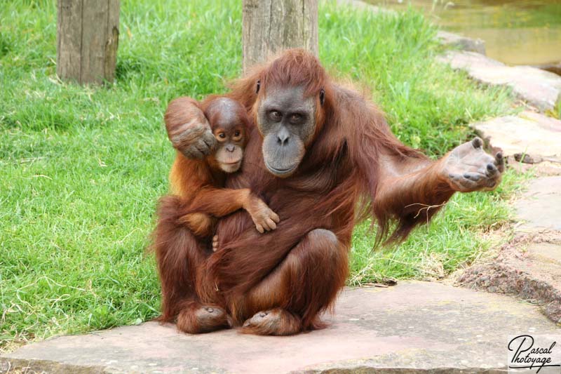 Zoo de La Boissière du Doré