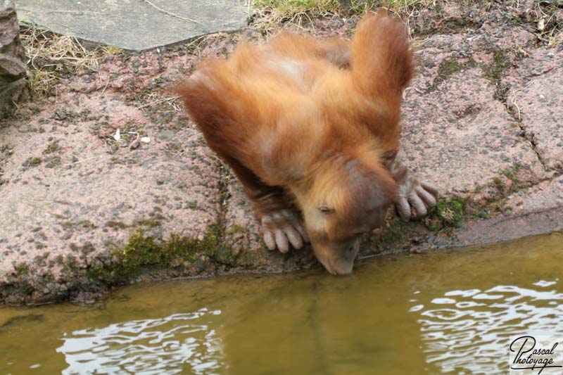 Zoo de La Boissière du Doré