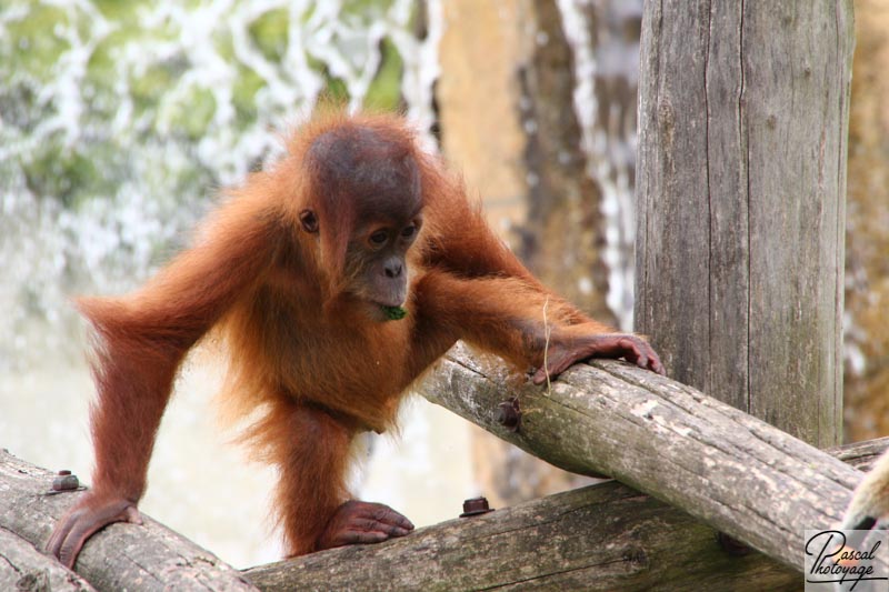 Zoo de La Boissière du Doré