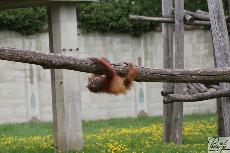 Zoo de La Boissière du Doré