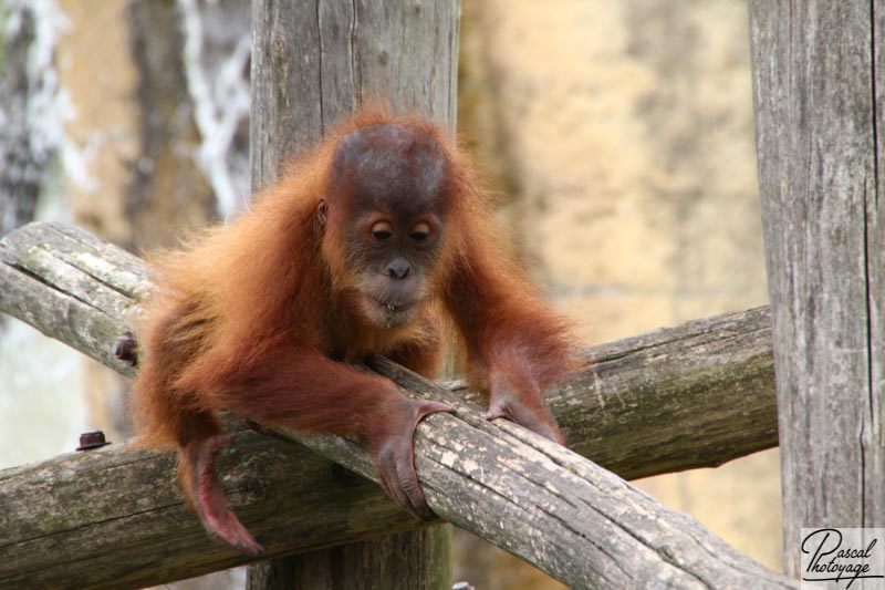 Zoo de La Boissière du Doré