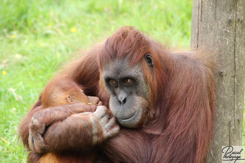 Zoo de La Boissière du Doré