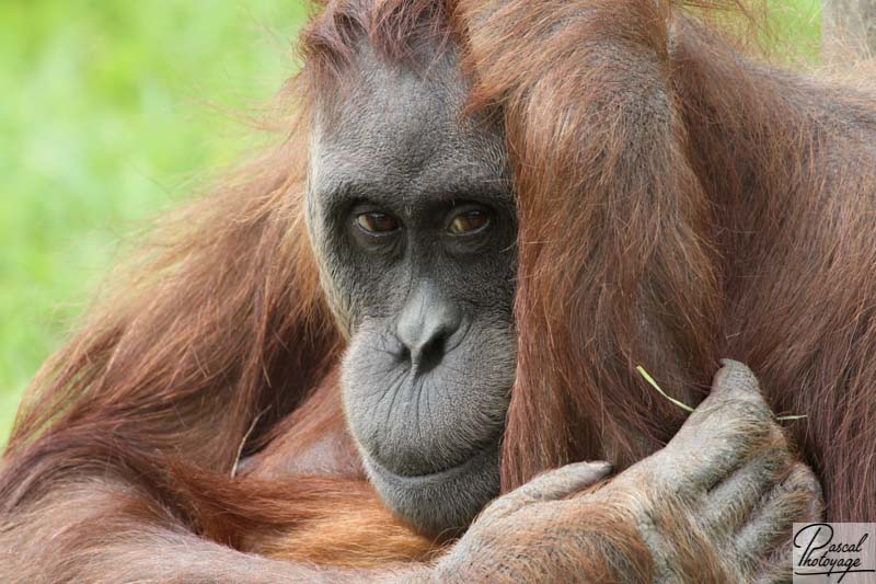 Zoo de La Boissière du Doré